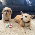 John Iadarola Instagram - New pack member incoming...