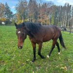Judith Rakers Instagram - Kleiner Charlie… Wird immer größer… Er ist jetzt fast zwei einhalb Jahre alt ❤️ #grosserkleinerGefährte #charliechocolate #holsteinerhorse