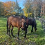 Judith Rakers Instagram - Kleiner Charlie… Wird immer größer… Er ist jetzt fast zwei einhalb Jahre alt ❤️ #grosserkleinerGefährte #charliechocolate #holsteinerhorse