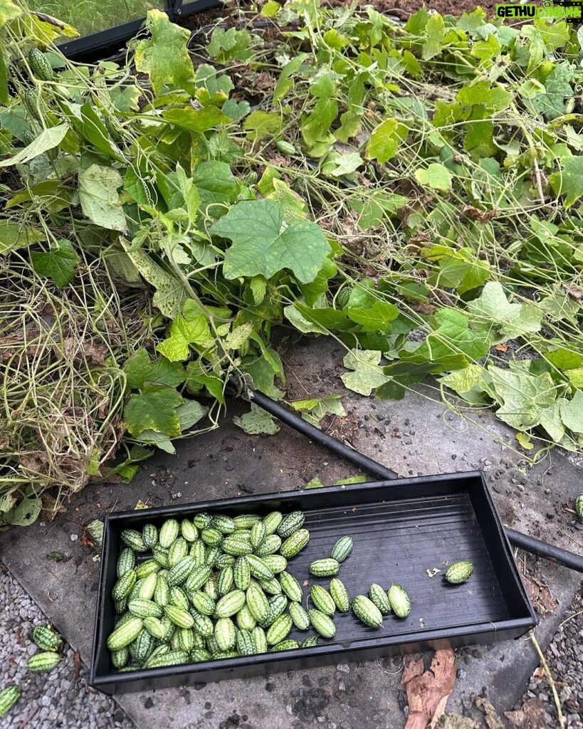 Judith Rakers Instagram - Was habt ihr an diesem verregneten Tag (zumindest in Hamburg plörrte es dauerhaft) gemacht? Ich hab das Gewächshaus aufgeräumt. Die Minigurken geerntet und ins Haus geschleppt… Die Ernte war unfassbar dieses Jahr, weil ich die Minigurken-Pflanzen direkt in den Boden gesetzt habe. Ein ganzer Urwald ist aus zwei Pflanzen entstanden (siehe Schubkarre 😄) Letztes Jahr habe ich die Pflanzen in einem kleinen Anzuchttöpfchen gelassen und so haben sich nur wenige lange Triebe entwickelt, die aber auch toll getragen haben. Ich habe die Minigurke deshalb auch in die Bio-Saatgutboxen für den Balkon und die Wohnung gepackt - weil ihr mit der Größe des Pflanzgefässes die Wurzelgrösse und damit das Pflanzenwachstum steuern könnt. Beide Saatgut-Boxen sind schon ausverkauft, aber wenn das als Weihnachtsgeschenk für euch in Frage kommt, bestelle ich nochmal nach vor dem Frühling… Also, ich finde die Gurken sehr niedlich! 😁 #homefarming #machsdirleckerzuhause #minigurke #dasglückderkleinendinge