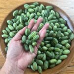 Judith Rakers Instagram - Was habt ihr an diesem verregneten Tag (zumindest in Hamburg plörrte es dauerhaft) gemacht? Ich hab das Gewächshaus aufgeräumt. Die Minigurken geerntet und ins Haus geschleppt… Die Ernte war unfassbar dieses Jahr, weil ich die Minigurken-Pflanzen direkt in den Boden gesetzt habe. Ein ganzer Urwald ist aus zwei Pflanzen entstanden (siehe Schubkarre 😄) Letztes Jahr habe ich die Pflanzen in einem kleinen Anzuchttöpfchen gelassen und so haben sich nur wenige lange Triebe entwickelt, die aber auch toll getragen haben. Ich habe die Minigurke deshalb auch in die Bio-Saatgutboxen für den Balkon und die Wohnung gepackt - weil ihr mit der Größe des Pflanzgefässes die Wurzelgrösse und damit das Pflanzenwachstum steuern könnt. Beide Saatgut-Boxen sind schon ausverkauft, aber wenn das als Weihnachtsgeschenk für euch in Frage kommt, bestelle ich nochmal nach vor dem Frühling… Also, ich finde die Gurken sehr niedlich! 😁 #homefarming #machsdirleckerzuhause #minigurke #dasglückderkleinendinge