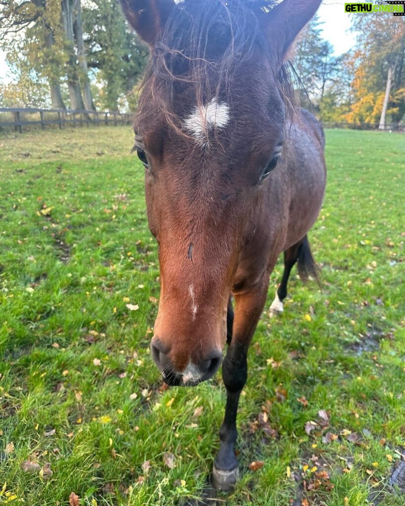 Judith Rakers Instagram - Kleiner Charlie… Wird immer größer… Er ist jetzt fast zwei einhalb Jahre alt ❤️ #grosserkleinerGefährte #charliechocolate #holsteinerhorse