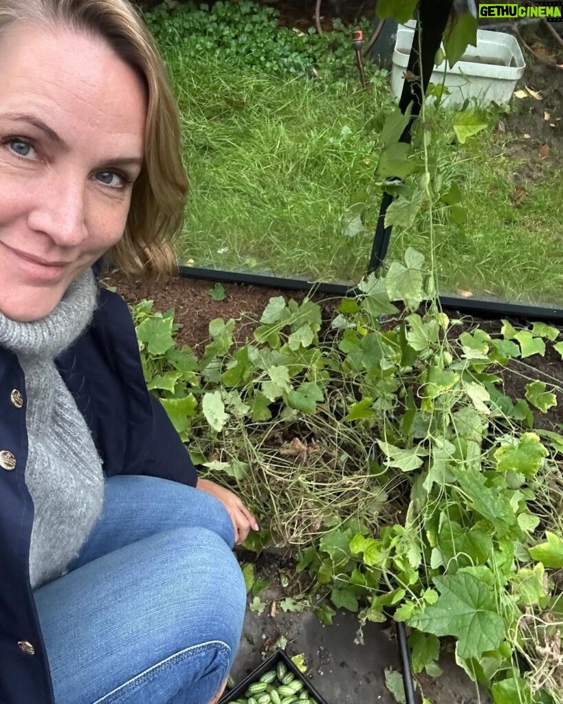 Judith Rakers Instagram - Was habt ihr an diesem verregneten Tag (zumindest in Hamburg plörrte es dauerhaft) gemacht? Ich hab das Gewächshaus aufgeräumt. Die Minigurken geerntet und ins Haus geschleppt… Die Ernte war unfassbar dieses Jahr, weil ich die Minigurken-Pflanzen direkt in den Boden gesetzt habe. Ein ganzer Urwald ist aus zwei Pflanzen entstanden (siehe Schubkarre 😄) Letztes Jahr habe ich die Pflanzen in einem kleinen Anzuchttöpfchen gelassen und so haben sich nur wenige lange Triebe entwickelt, die aber auch toll getragen haben. Ich habe die Minigurke deshalb auch in die Bio-Saatgutboxen für den Balkon und die Wohnung gepackt - weil ihr mit der Größe des Pflanzgefässes die Wurzelgrösse und damit das Pflanzenwachstum steuern könnt. Beide Saatgut-Boxen sind schon ausverkauft, aber wenn das als Weihnachtsgeschenk für euch in Frage kommt, bestelle ich nochmal nach vor dem Frühling… Also, ich finde die Gurken sehr niedlich! 😁 #homefarming #machsdirleckerzuhause #minigurke #dasglückderkleinendinge