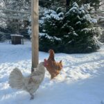 Judith Rakers Instagram - Heute auf der kleinen Farm im Winter-Wonderland… Die Chicken-Gang stapft durch den Schnee. Mit nackten Füßen. 🙈😄🩵 Kalt wird ihnen deshalb aber nicht. Robuste Rassen können locker bis zu minus 20 Grad aushalten ohne zu frieren. Sie brauchen aber einen überdachten Bereich zum Scharren und einen trockenen Stall. Eine kleine Wärmeplatte sorgt dafür, dass das Trinkwasser in ihrer Tränke nicht einfriert. Und schon hat man glückliche Winterfederfreunde. In Magazin habe ich einen ganzen Artikel zu dem Thema für euch. Schaut gerne unter https://homefarming.de/huehner/winterfit/ #homefarming #meinekleineFarm #hühnerliebe #hühnerimgarten