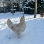 Judith Rakers Instagram - Heute auf der kleinen Farm im Winter-Wonderland… Die Chicken-Gang stapft durch den Schnee. Mit nackten Füßen. 🙈😄🩵 Kalt wird ihnen deshalb aber nicht. Robuste Rassen können locker bis zu minus 20 Grad aushalten ohne zu frieren. Sie brauchen aber einen überdachten Bereich zum Scharren und einen trockenen Stall. Eine kleine Wärmeplatte sorgt dafür, dass das Trinkwasser in ihrer Tränke nicht einfriert. Und schon hat man glückliche Winterfederfreunde. In Magazin habe ich einen ganzen Artikel zu dem Thema für euch. Schaut gerne unter https://homefarming.de/huehner/winterfit/ #homefarming #meinekleineFarm #hühnerliebe #hühnerimgarten