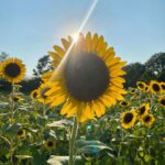 Julian Daigre Instagram - 🌻‘s make me so damn happy. Fo real tho. In my 27 years of life, I’ve always wanted to visit a sunflower field. Finally got around to it, and it was genuinely one of the most peaceful, beautiful experiences. On my list of things to call “mine” one day.. a field of sunflowers is one of them. BET. Coastal Ridge Farm