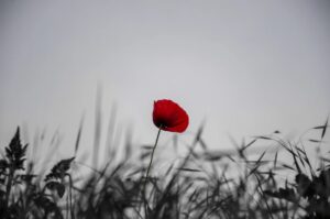 Justin Welby Instagram - Today we remember all those who paid with their lives so ours could be free. May we never forget their sacrifice, and may we honour it by continuing to pray and work for peace and reconciliation, the ministry to which Jesus Christ calls us. 

#RemembranceDay2023