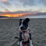 Kari Byron Instagram - Stopped to take in a sunset with Ziggy. I live in a magical place.