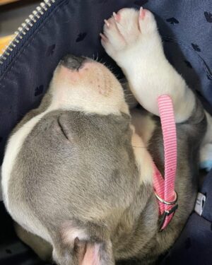 Kari Byron Instagram - Ziggy’s sweet snore is all I can post about right now. New puppies are so much work. Heart work♥️ but also lots of work😂