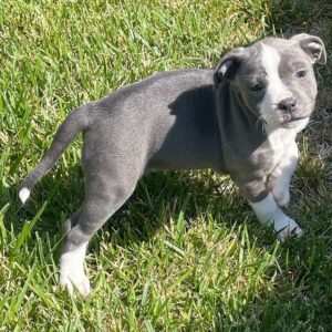 Kari Byron Instagram - Meet Ziggy Stardust. I am in love. She is a Staffordshire Bull Terrier puppy. Been binging @iamwillatherton training videos to get ready.

😘#ittybittypitty #staffy #puppylove