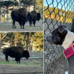 Kari Byron Instagram - Did you know there is a bison paddock in @goldengatenps ? Ziggy and I spent the evening exploring. I love this park. We walked past a lake with a lone saxophone player serenading us from a bench. We walked through trees and watched a hawk. We ended up at the king windmill before walking the beach for sunset. This city is more than its buildings and streets. Half of the city is covered in parks and it is surrounded by water. Look for beauty and you will find it. #sanfrancisco #gdengatepark @sfgate @sfbucketlist @sfchronicle @ziggystarduststaffy