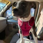 Kari Byron Instagram - Home from my travels to this face. I needed some cuddles.