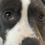Kari Byron Instagram - I love this puppy so much. Ziggy♥️