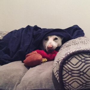 Kenton Duty Instagram - “Uhm... you don’t mind if I sleep in today, do you?”
#cozypup #snugglesesh