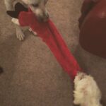 Kenton Duty Instagram - Katana and Rocky light to keep it entertaining while vacuuming/cleaning tonight 😂🐺🐶