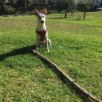 Kenton Duty Instagram - Sit Tall. And drag around a big stick. Perhaps even one that is three times your size.