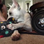 Kenton Duty Instagram - Artsy photo of a puppy playing with her favorite toy. #Katana #Ziggy