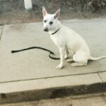 Kenton Duty Instagram - Katana and I taking focus and control to the next level. Don't worry about cars. This was done in a cul-de-sac #training #puppy #Katana