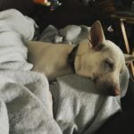 Kenton Duty Instagram - Nap time. What about you?