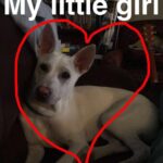 Kenton Duty Instagram - Pupper
