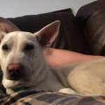 Kenton Duty Instagram - Katana is a cuddler.