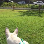 Kenton Duty Instagram - Missing this pup right now! #Katana Ft. The Deer