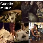 Kenton Duty Instagram - #Katana. Proud to introduce you to the newest member of my pack. My puppy Katana 🐶🐕 #puppy #DogDad #happy