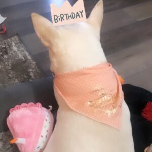 Kenton Duty Instagram - Happy 4th Birthday baby girl ❤️🐶
