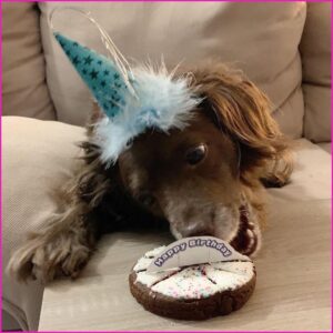 Kenton Duty Instagram - Kona turned 11 today 🎂❤️