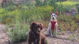 Kenton Duty Instagram - #HappyNationalDogDay to my puppers. I love you two and your cuddles and empathy ❤️ #KatanaAndKona #DutyDogs #DogsonDuty