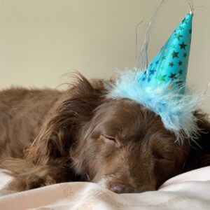 Kenton Duty Instagram - Kona turned 11 today 🎂❤️