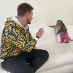 Konstantin Pavlov Instagram - Я старался держать по дальше… правда, очень боюсь всяких диких животных! Гладил пуму, ну как гладил, тронул ее и все, быстро, руку отдернул, мало ли что у неё на уме! С обезьянами тоже был опыт в Тайланде, напали на меня за то, что я не дал им банан! Налетели сразу стаей, не шучу! Змей так же боюсь… короче, очень осторожно отношусь к диким животным! 🤗 а как у вас отношения с такими животными?