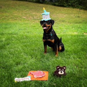 Kristen Holden-Ried Instagram - So I missed #internationaldogday …
But !!!
Today is Luca’s Bday. 
He’s 1 
Lucky dog 😜