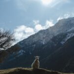 Laurie Blouin Instagram - Captured moments from yesterday’s adventure🙃🇳🇿 #NewZealand #Sheeps New Zealand