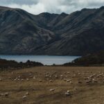Laurie Blouin Instagram - Captured moments from yesterday’s adventure🙃🇳🇿 #NewZealand #Sheeps New Zealand