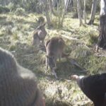 Laurie Blouin Instagram - Down days in Jindy making new friends 🦘 #Downdays #Australia #Roos Jindabyne, New South Wales