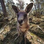 Laurie Blouin Instagram - Down days in Jindy making new friends 🦘 #Downdays #Australia #Roos Jindabyne, New South Wales