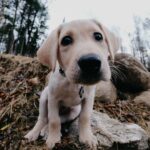 Laurie Blouin Instagram – Newest family member 🥹🐶 #Nala #BlondLabrador