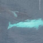 Leonardo DiCaprio Instagram - repost from @nowthisearth • Amazing Encounter With Rare White Orca Off California Coast A group of whale watchers received the sight of a lifetime when they spotted a rare, all-white orca off the coast of California. ‘It’s already rare to see orcas in this area, yet alone a white one,’ said Mark Girardeau, a drone and wildlife photographer, via Newsflare. The orca, which has been nicknamed Frosty, was born with leucism, which affects its levels of pigmentation. Only a handful of orcas on Earth are known to have this condition. Researchers have been tracking Frosty’s pod, known as CA216, for a while now. The pod has been known to travel in the Pacific waters between California and Mexico. #orca #california #pacificocean #animalnews