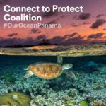 Leonardo DiCaprio Instagram – The Connect to Protect Coalition recently announced that it invested $118 million to protect the Eastern Tropical Pacific Marine Corridor (CMAR). The coalition works with elected leaders, local communities, and Indigenous communities to connect and protect the marine environments of the Cocos Island (Costa Rica), Cordillera de Coiba (Panama), Galápagos Islands (Ecuador), Gorgona, and Malpelo islands (Colombia), encompassing more than 600,000 square kilometers (235,000 square miles) of ocean. 
 
 The funds will support projects for the next 2-5 years and will help make the region more resilient to climate change and protect its incredible biodiversity.
 
CMAR harbors one of the most biodiverse areas in the ocean—home to species such as Humpback Whales, Ridley Turtles and Hammerhead Sharks, as well as many migratory seabirds. 
 
📸 Jordan Robins
 
.
 
.
 
@bezosearthfund  @conservationorg’s Blue Nature Alliance  @agendacaf  @moorefound  @greenclimatefund  @islas_secas  @minderoofoundation  @pewtrusts  @Rewild  @sharkconservationfund Enduring Earth, German Ministry for Economic Cooperation and Development through KfW UK government, U.S. Department of State, Wyss Foundation
 
.
 
.
 
#ouroceanourconnection #oceanconnection #marinelife #ocean #marine #marineprotection #mpa #conservation #conservationoptimism #collaboration #ocean #oceans #oceanconservation #naturepositive #30×30 #connect2protect #ouroceanpanama