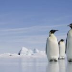 Leonardo DiCaprio Instagram - The impact of climate change has hit Antarctica hard; melting ice contributes to rising sea levels, the krill population has decreased, and ice shelves are retreating, amongst other things. A new study published in the journal PLOS Biology finds that populations of wildlife and plant life are likely to decline by 65% by the year 2100. This particular study is the first time has carried out such a comprehensive assessment of the continent, exposing how vulnerable species of the continent are. The most vulnerable of all species are Emperor penguins, which could be the only species extinct if things carry on business as usual. Emperor penguins are a keystone species and are vital in the food chain of wildlife in Antarctica. 📷: Paul Souders @treehuggerdotcom has more at the link in bio