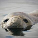 Leonardo DiCaprio Instagram - In 2011, scientists tagged a Southern Elephant Seal, fitting him with a camera to simply capture his journey from Kerguelen in the far southern Indian Ocean to Antarctica. Instead, scientists stumbled on a potential climate threat as the seal deviated from his normal route, appearing just offshore of the Denman glacier. The Denman glacier is notoriously difficult to study because of its tricky location and the fact that the glacier is often locked in by extensive sea ice. The seal, however, provided early evidence that the glacier could be a major threat to global coastlines, seals do not normally swim near the glacier, but this seal did so, swimming through waters that were just above freezing, which is considered too warm for the area, threatening to melt the glacier's ice and raise sea levels. @postclimate has more on this story at the link in bio. 📷: @postclimate