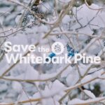 Leonardo DiCaprio Instagram - Whitebark Pine is an iconic symbol of the American West, backdrop of many classic movies and a much-loved part of the outdoors experience. Entire ecosystems rely on this high-mountain hero to moderate snow melt and protect drinking water supplies. Whitebark Pine seeds are also a vital source of protein for Grizzly Bears, Red Squirrels, and a plucky bird called Clark’s Nutcracker. But Whitebark Pine, which can live over 1,000 years, is in trouble as the result of a trio of threats, including a deadly non-native fungus called White Pine blister rust, Mountain Pine Beetles and climate change. There are now more dead whitebarks than live ones. The good news is that Whitebark Pine was just classified as threatened by the Endangered Species Act, which brings much needed attention and support to its restoration. Experts are working hard to find trees that are genetically resistant to blister rust and use their seeds to replant whitebark trees across their range. And groups including @AmericanForests, @ricketts.conservation, @whitebarkfound and @cornellbirds are raising awareness through a campaign to Save the Whitebark Pine. Learn more about the campaign to #SaveTheWhitebarkPine at the link in bio.