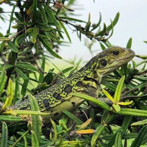 Leonardo DiCaprio Instagram - Galapágos National Park Directorate (@parquegalapagos), in conjunction with other groups, has found several juvenile and hatchling Pink Iguanas on Isabela Island for the first time since the species was discovered in the 1980s. The discovery is helping our partners answer important questions about the Critically Endangered species that will help prevent its extinction.
 
The Pink Iguana lives atop Wolf Volcano, the tallest peak in the Galapágos archipelago. The volcano is still active, posing a threat to the species, and invasive species brought to Isabela by humans have hunted the iguanas to near extinction. In younger years, the iguana is green and camouflaged from predators, but as it gets bigger and becomes less vulnerable, it loses its pigment, giving it a pink hue from the blood vessels underneath the skin.
 
“This discovery is a significant breakthrough that helps us identify the pathway to save the Pink Iguana,” said Danny Rueda Cordova, director of the Galapagos National Park. “Knowing all of the threats that make the species vulnerable allows us to implement the actions—primarily against invasive species—that will allow natural processes to continue in these fragile ecosystems.”
 
Congrats to the national park, the park rangers in the field, and other implementing partners and individuals, including @Rewild, @fundacion.jocotoco, @galapagosconservancy, @islandconservation, @sandiegozoo, @unitorvergata department of biology, @houstonzoo, @ncstate, and @luis.ortiz.catedral