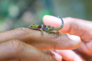 Leonardo DiCaprio Instagram - One of the ‘best-guarded’ reptiles in the world is making a comeback on the Caribbean’s Union Island—thanks to the hard work and commitment of Union Island residents, regional government, and a coalition of local and international conservation organizations, including Re:wild. The bejeweled Union Island Gecko was first described by science in 2005 and immediately became a coveted exotic pet. Aggressive poaching for the pet trade nearly drove the species to extinction.
 
But a recent survey shows that conservation efforts are working, including: expanded protected areas, better management of those areas, anti-poaching patrols, 24/7 camera surveillance in the forest, and the highest level of protection against illegal trade under CITES. 
 
The gecko’s population has increased from 10,000 in 2018 to around 18,000 today. The species is found only in the Chatham Bay #KeyBiodiversityArea, which is a site of critical important to the persistence of biodiversity and the health of our planet.
 
Key partners include the Union Island Environmental Alliance, St. Vincent and the Grenadines Forestry Department, @faunafloraint and @rewild 
 
📷: Jacob Bock/Fauna & Flora International