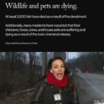 Leonardo DiCaprio Instagram - Repost from @environment • The toxic chemical release in East Palestine, Ohio could be the largest environmental disaster in U.S. history. Animals are dying, people are complaining of nausea, headaches, and burning eyes, and residents are fearing for their safety after a train derailment released chemicals in East Palestine, Ohio. We may not know the full extent of damage from this extreme environmental disaster for years. Norfolk Southern and the government must be held responsible. This content was made by @Environment. Follow @Environment for more climate news and resources. 🌎 Written by @ashleybarriientos 🍃 Design by @crstnpark