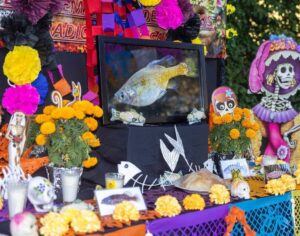 Leonardo DiCaprio Instagram - This year’s Day of the Dead celebrations included a unique ‘resurrection’ in Jalisco, Mexico, where conservationists released more than 1,000 Golden Skiffia into the fish’s native range in the Teuchitlán River. The freshwater fish had not been documented in the wild since the late 1990s. The events, in the midst of Mexico’s #DayoftheDead celebrations, included formal speeches, traditional dances and the official release of the fish. 
 
Bringing the species back from the ‘dead’ is the result of collaborative conservation work between Michoacan University of Mexico, @chesterzoo, the Goodeid Working Group and @Shoal_Org (a program of @Rewild and @synchearth).
 
Photos by @manfredmeiners77