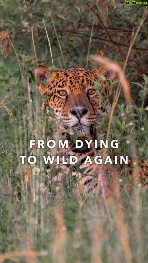 Leonardo DiCaprio Instagram - From dying to wild again: In 2019, a young Jaguar was found in a populated area of the Brazilian Pantanal. Starving and terrified, his story could easily have ended there. @Rewilding_Argentina, the offspring organization of @Tompkins_Conservation, was able to not only save this Jaguar named Jatobazinho, but to completely rewrite his story through rewilding. And this hopeful turnaround is just one of many. Read the latest chapter in Jatobazinho’s story in the new Rewilding Story Map from Tompkins Conservation to find out how the rescue of just one individual and the rewilding of one species can help restore an entire ecosystem. Link in bio. Video: @Rewilding_Argentina @Tompkins_Conservation @Rewilding_Argentina @RewildingChile @Esrigram #Rewilding #Rewilding_Argentina #Jaguar #Tompkins_Conservation #Storymap