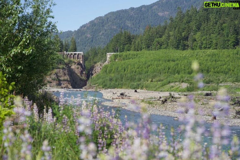 Leonardo DiCaprio Instagram - This is what a reborn river looks like. During the past 10 years, two dams on the Elwha River in @olympic_nps in Washington were removed, paving the way for the river to be rewilded. It now flows completely unobstructed from its headwaters in the Olympic Mountains to the Strait of Juan de Fuca. The transformation during the past decade has been dramatic and has been especially critical for the river's salmon populations. The Elwha once had the largest salmon runs outside of Alaska. The Elwha dam and the Glines Canyon dam prevented the salmon from swimming more than a few miles upriver for a century, but the salmon are now able to swim 70 miles upriver and reach their historic spawning grounds. Their populations, which were dwindling and threatened in the 1980s, are recovering and rebounding today. The changes haven't only been contained to the Elwha's banks. Native plants, birds, amphibians, and even large carnivores have benefitted from the rewilded river. Hungry bears who successfully catch salmon, transport minerals and nutrients from the Pacific Ocean to the forest surrounding the Elwha. The minerals help the trees grow to very tall heights. This photo shows the remains of the Glines Canyon dam. The former reservoir, which was Lake Mills, is now ablaze with lupine. The Elwha is the traditional home of the Lower Elwha Klallam Tribe. They once lived along the banks of the Elwha. The dams flooded areas that are spiritually important to them and areas that had historically provided them with salmon. The Lower Elwha Klallam Tribe is helping restore and monitor the Elwha and the wildlife that depend on it. 📸: Jessica Plumb #WildandScenic #WildandScenicRiver #Rewilding #EarthOptimism #ConservationOptimism #ElwhaRiver