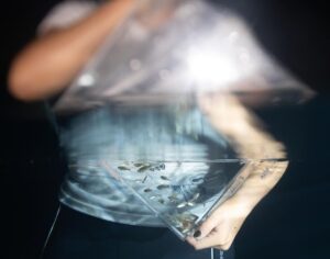 Leonardo DiCaprio Instagram - This year’s Day of the Dead celebrations included a unique ‘resurrection’ in Jalisco, Mexico, where conservationists released more than 1,000 Golden Skiffia into the fish’s native range in the Teuchitlán River. The freshwater fish had not been documented in the wild since the late 1990s. The events, in the midst of Mexico’s #DayoftheDead celebrations, included formal speeches, traditional dances and the official release of the fish. 
 
Bringing the species back from the ‘dead’ is the result of collaborative conservation work between Michoacan University of Mexico, @chesterzoo, the Goodeid Working Group and @Shoal_Org (a program of @Rewild and @synchearth).
 
Photos by @manfredmeiners77